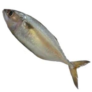 Mackerel / Bangda /Ayala
