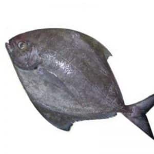 Black pomfret