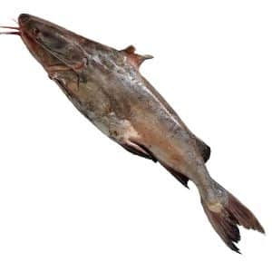 Catfish
