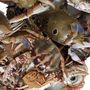 Crab