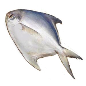 Store Silver pomfret