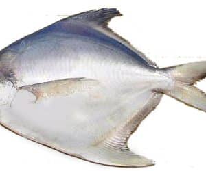 Silver pomfret