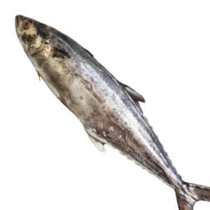 King mackerel / Surmai