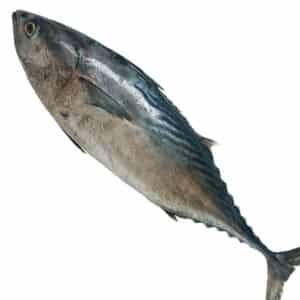 Tuna