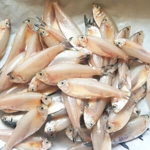 Anchovy / Nethili